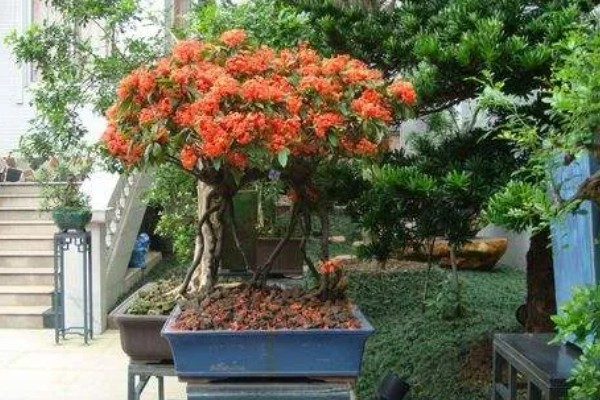 仙丹花怎么养殖，每天最少提供8小时的光照