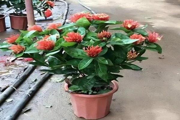 仙丹花怎么养殖，每天最少提供8小时的光照