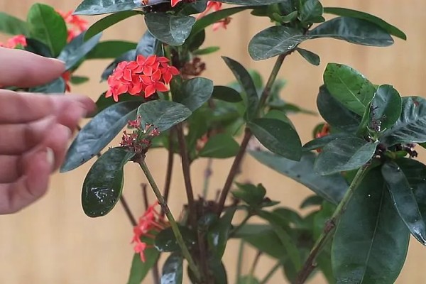 仙丹花怎么养殖，每天最少提供8小时的光照