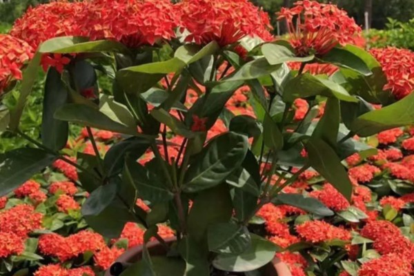 仙丹花怎么养殖，每天最少提供8小时的光照