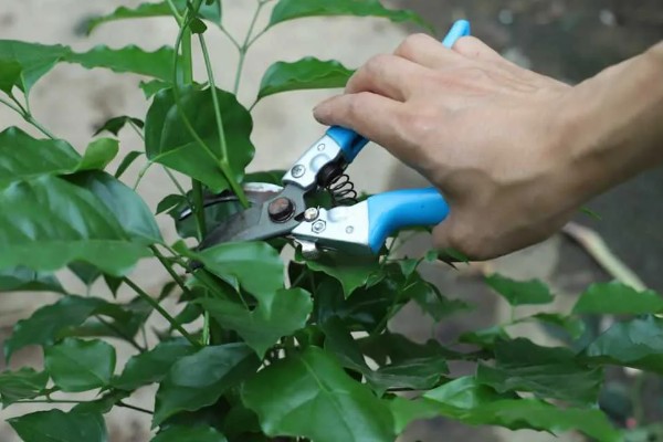 让幸福树茎部变粗的方法，生长阶段每个月追肥一次