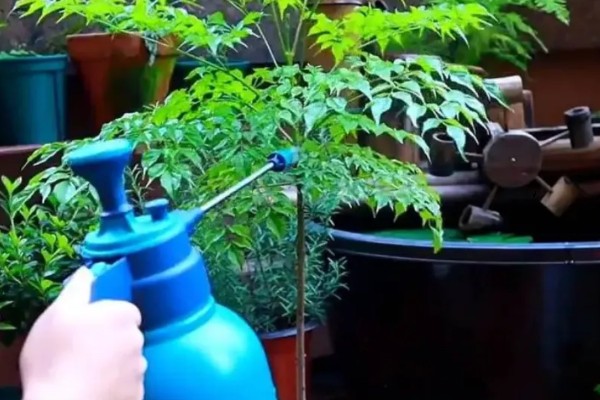 让幸福树茎部变粗的方法，生长阶段每个月追肥一次