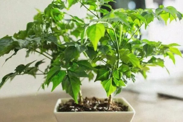 让幸福树茎部变粗的方法，生长阶段每个月追肥一次