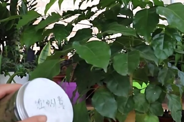 让幸福树茎部变粗的方法，生长阶段每个月追肥一次