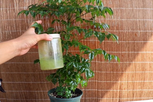 让幸福树茎部变粗的方法，生长阶段每个月追肥一次