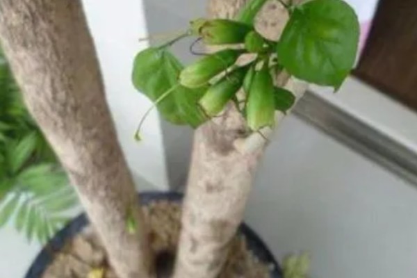 让幸福树茎部变粗的方法，生长阶段每个月追肥一次