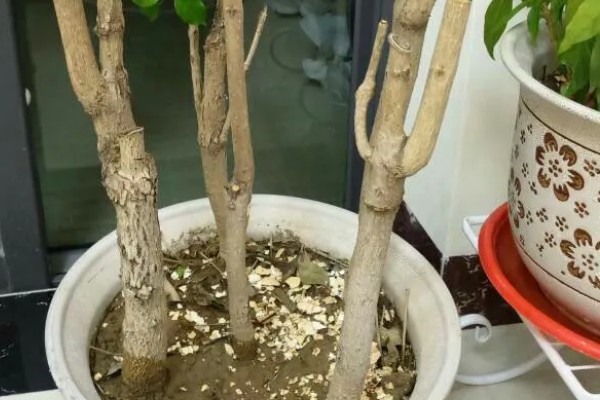 让幸福树茎部变粗的方法，生长阶段每个月追肥一次