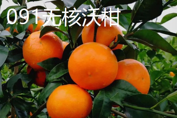 沃柑苗有什么好品种，091无核沃柑、096无核沃柑等品种值得考虑