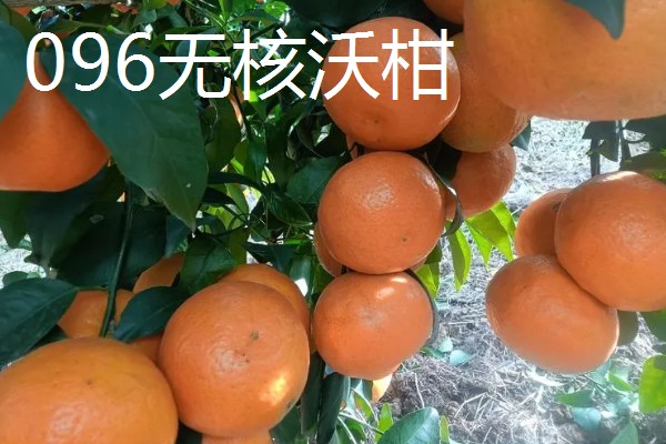 沃柑苗有什么好品种，091无核沃柑、096无核沃柑等品种值得考虑