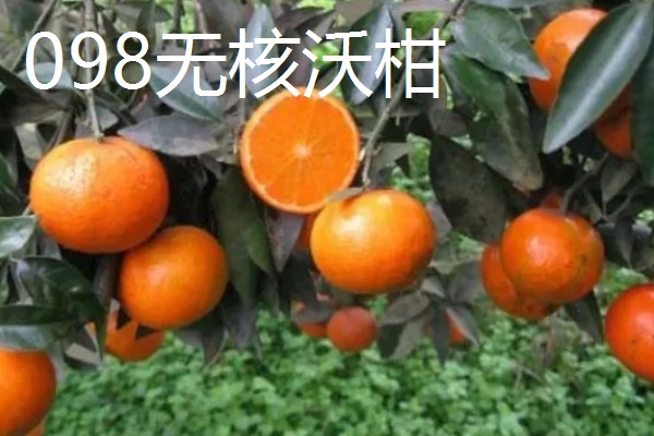 沃柑苗有什么好品种，091无核沃柑、096无核沃柑等品种值得考虑