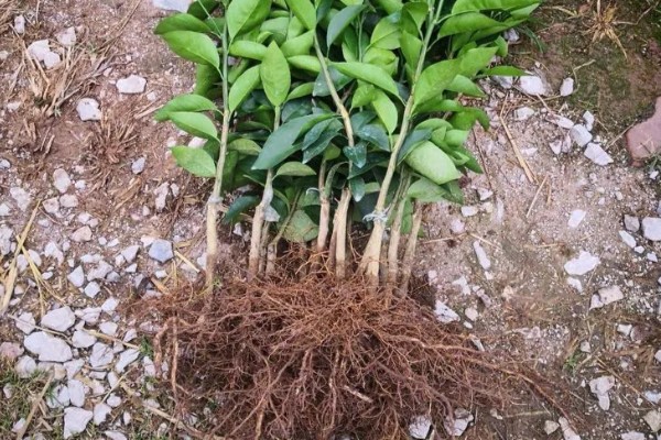 沃柑苗有什么好品种，091无核沃柑、096无核沃柑等品种值得考虑