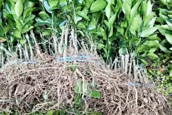 沃柑苗有什么好品种，091无核沃柑、096无核沃柑等品种值得考虑