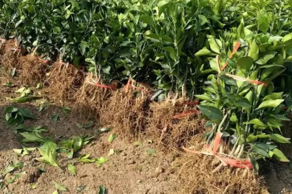 沃柑苗有什么好品种，091无核沃柑、096无核沃柑等品种值得考虑