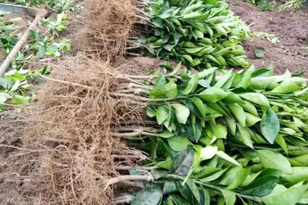 沃柑苗有什么好品种，091无核沃柑、096无核沃柑等品种值得考虑