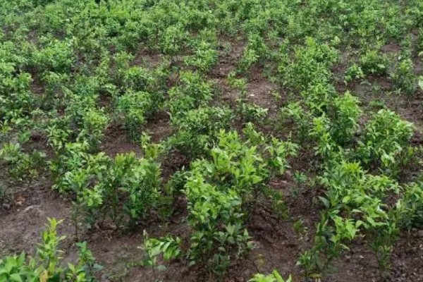 沃柑苗有什么好品种，091无核沃柑、096无核沃柑等品种值得考虑