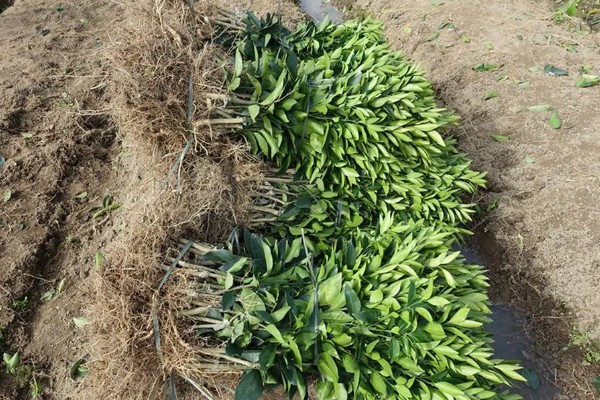 沃柑苗有什么好品种，091无核沃柑、096无核沃柑等品种值得考虑