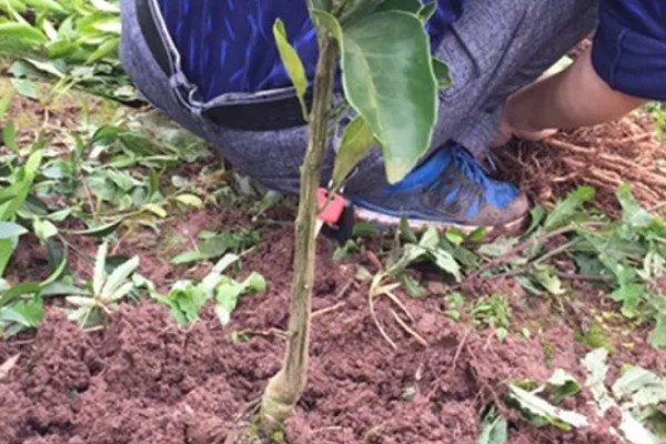 沃柑苗有什么好品种，091无核沃柑、096无核沃柑等品种值得考虑