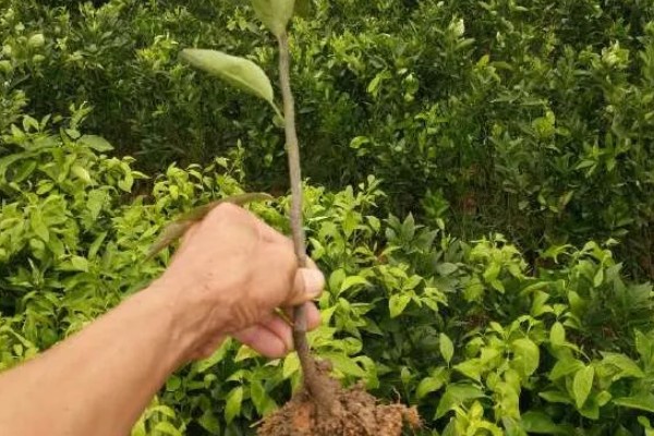 沃柑苗有什么好品种，091无核沃柑、096无核沃柑等品种值得考虑