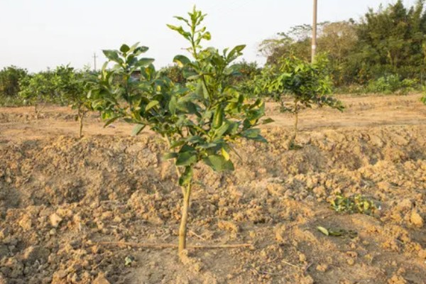 沃柑苗有什么好品种，091无核沃柑、096无核沃柑等品种值得考虑