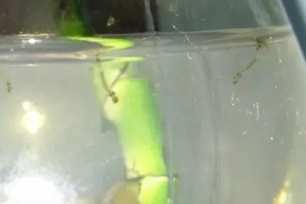 鱼缸内的红色细长虫是什么，可能是摇蚊幼虫或水蚯蚓