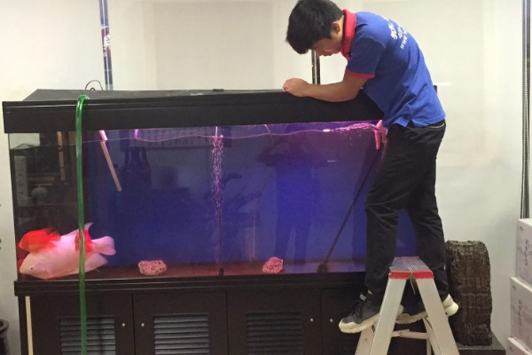 鱼缸内的红色细长虫是什么，可能是摇蚊幼虫或水蚯蚓