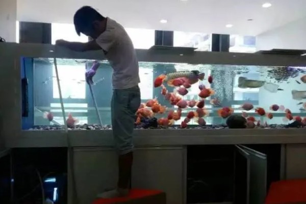 鱼缸内的红色细长虫是什么，可能是摇蚊幼虫或水蚯蚓