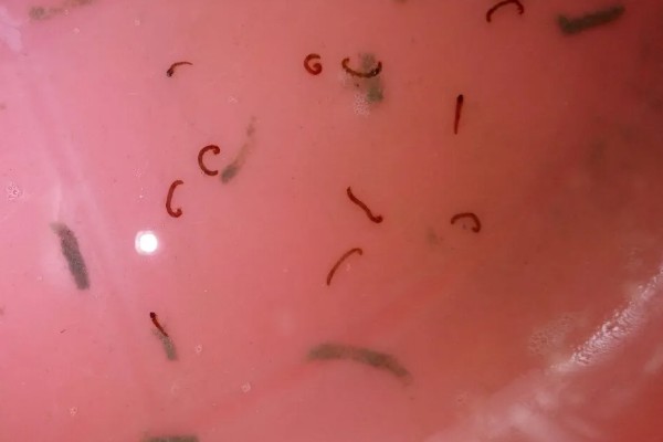 鱼缸内的红色细长虫是什么，可能是摇蚊幼虫或水蚯蚓