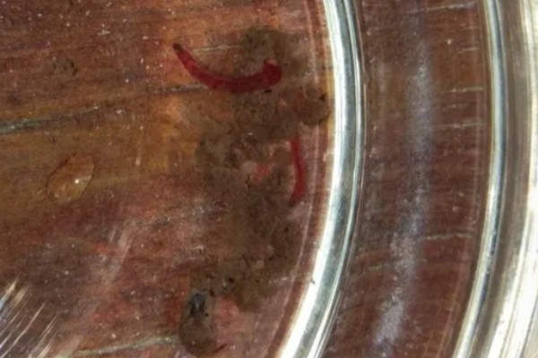 鱼缸内的红色细长虫是什么，可能是摇蚊幼虫或水蚯蚓