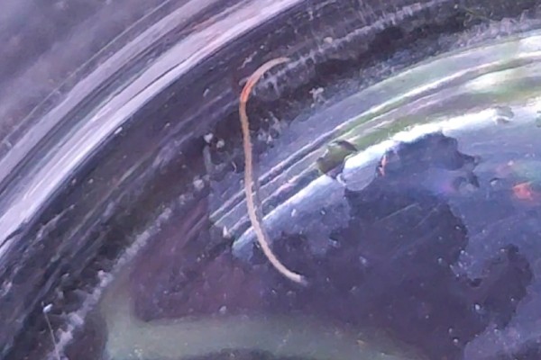 鱼缸内的红色细长虫是什么，可能是摇蚊幼虫或水蚯蚓