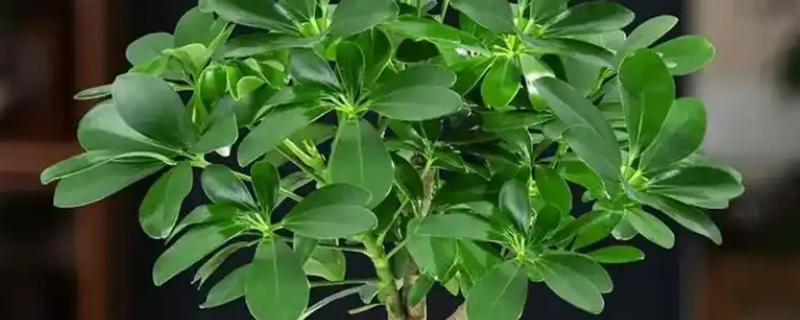 怎么种植七叶一枝花，每隔1-2周追施一次氮肥