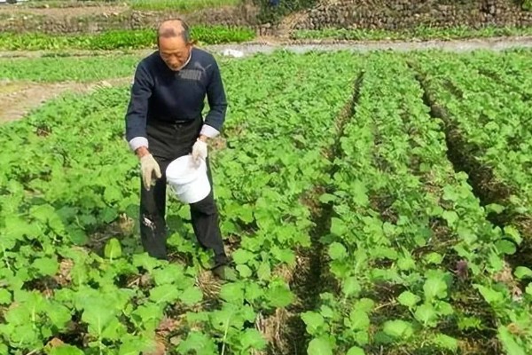 油菜耐寒温度，可以忍耐-8℃的低温