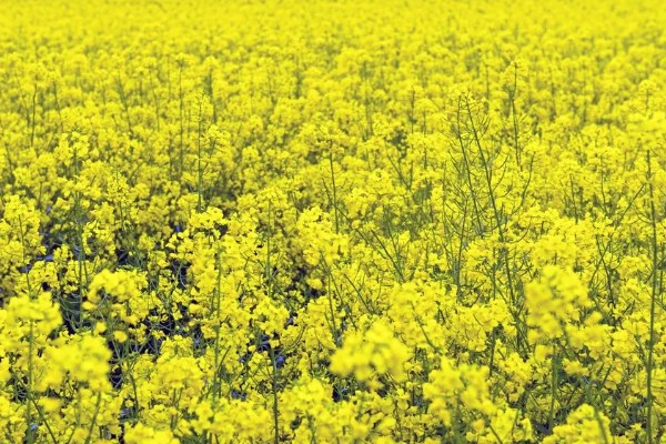 油菜耐寒温度，可以忍耐-8℃的低温