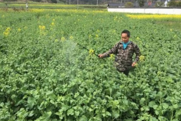 油菜耐寒温度，可以忍耐-8℃的低温