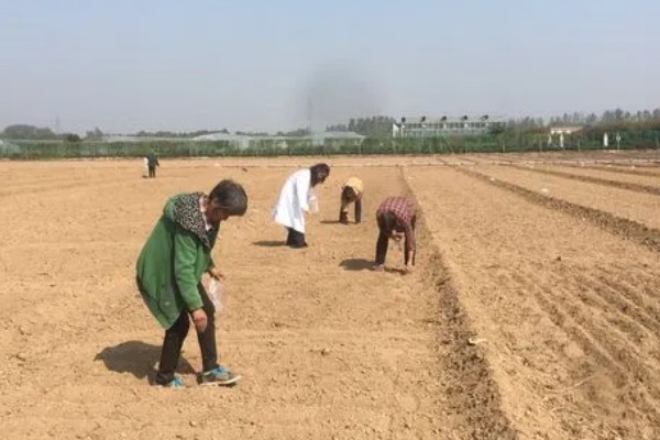 油菜耐寒温度，可以忍耐-8℃的低温