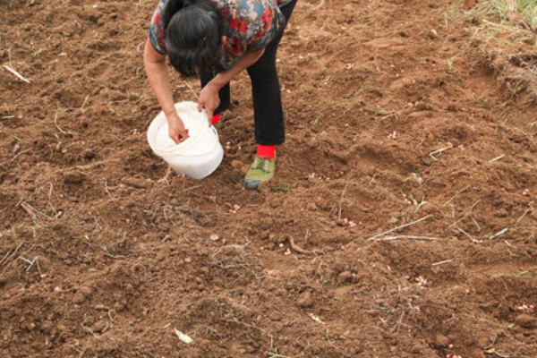 油菜耐寒温度，可以忍耐-8℃的低温
