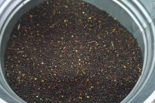 油菜耐寒温度，可以忍耐-8℃的低温