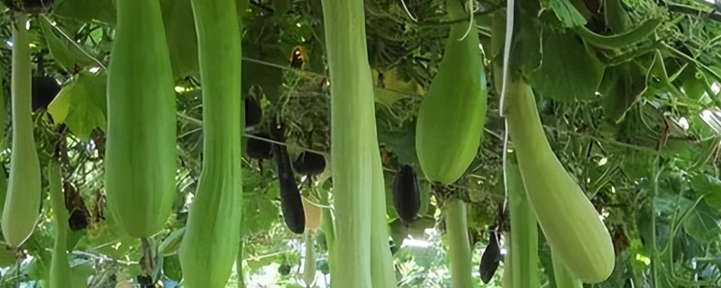砍瓜砍后如何处理，无需处理