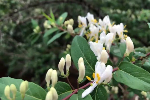 忍冬的花语，寓意相互陪伴、财源广进等