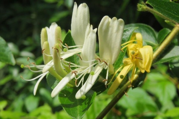 忍冬的花语，寓意相互陪伴、财源广进等