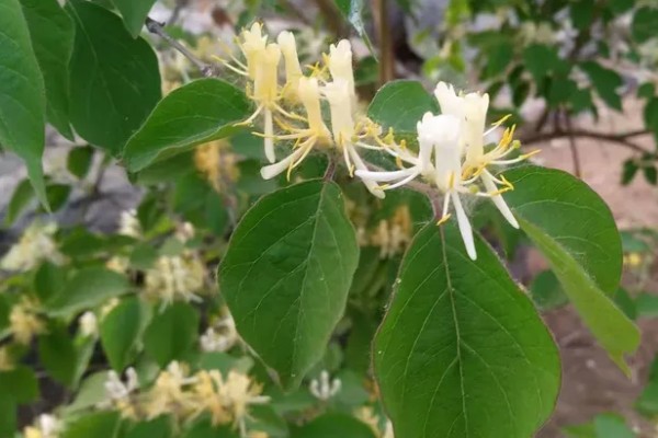 忍冬的花语，寓意相互陪伴、财源广进等