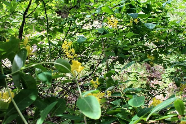 忍冬的花语，寓意相互陪伴、财源广进等