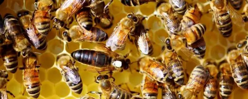 蜂王是公还是母，是母的