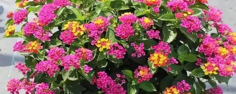 五色梅怎么修剪,春季将植株上刚刚萌发的新芽摘除