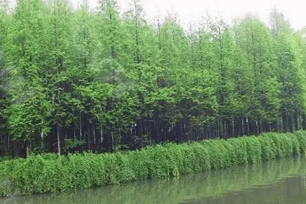 水杉的寿命，有七八十年