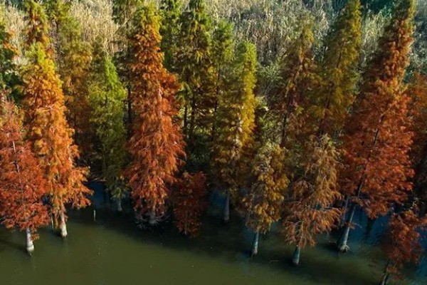 水杉的寿命，有七八十年