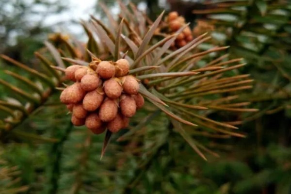 水杉的寿命，有七八十年