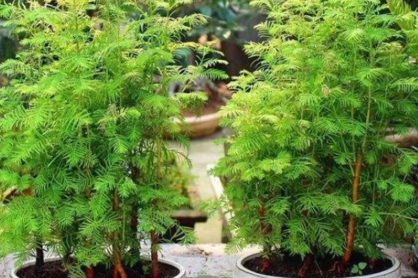 水杉的寿命，有七八十年