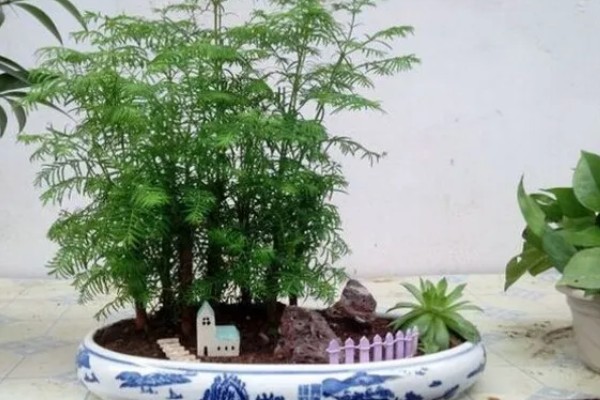 水杉的寿命，有七八十年