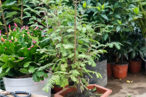 水杉的寿命，有七八十年