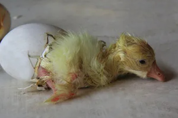 刚出生的小鹅是什么颜色，羽毛一般呈黄色